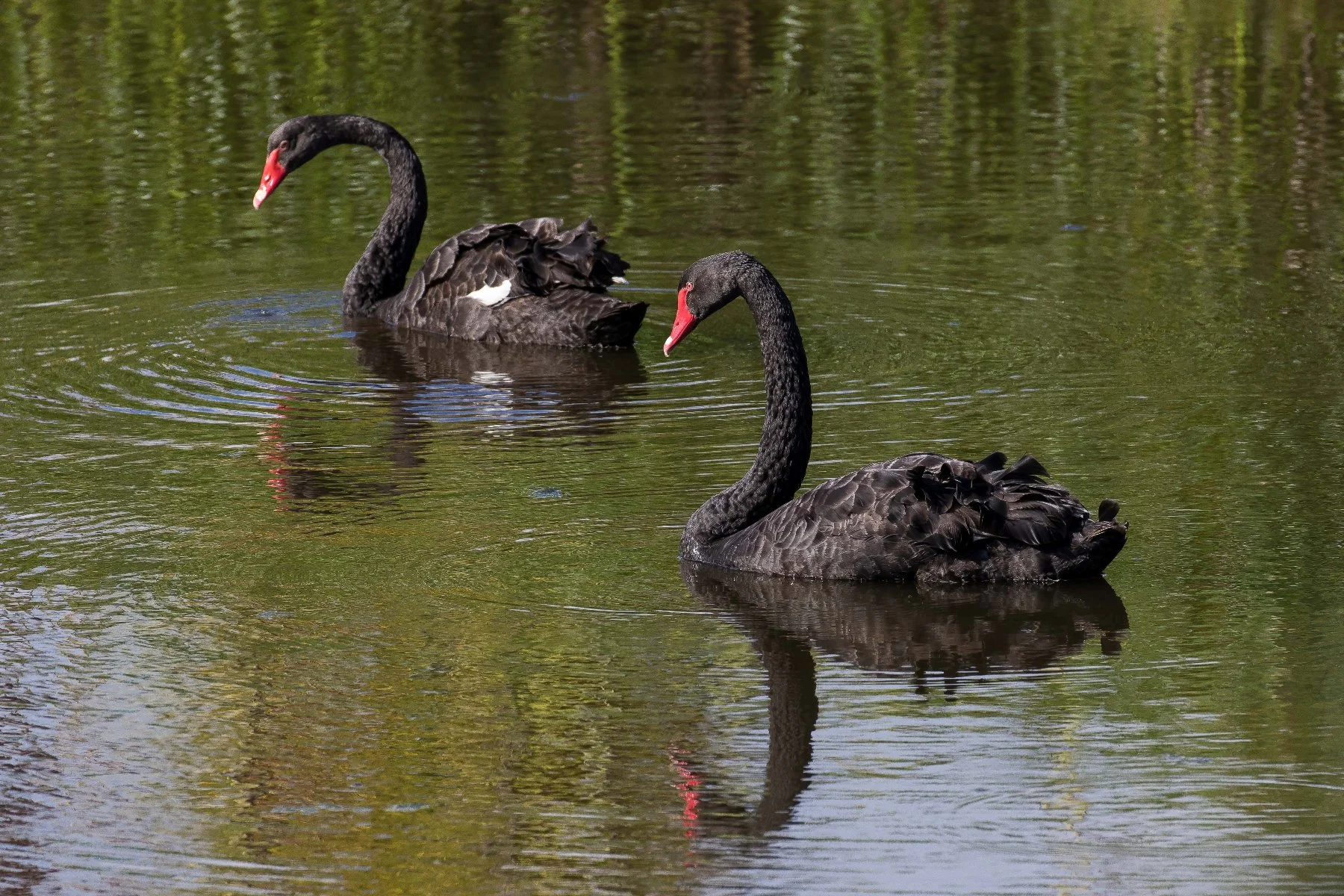 The Swan, 160114-141d.jpg