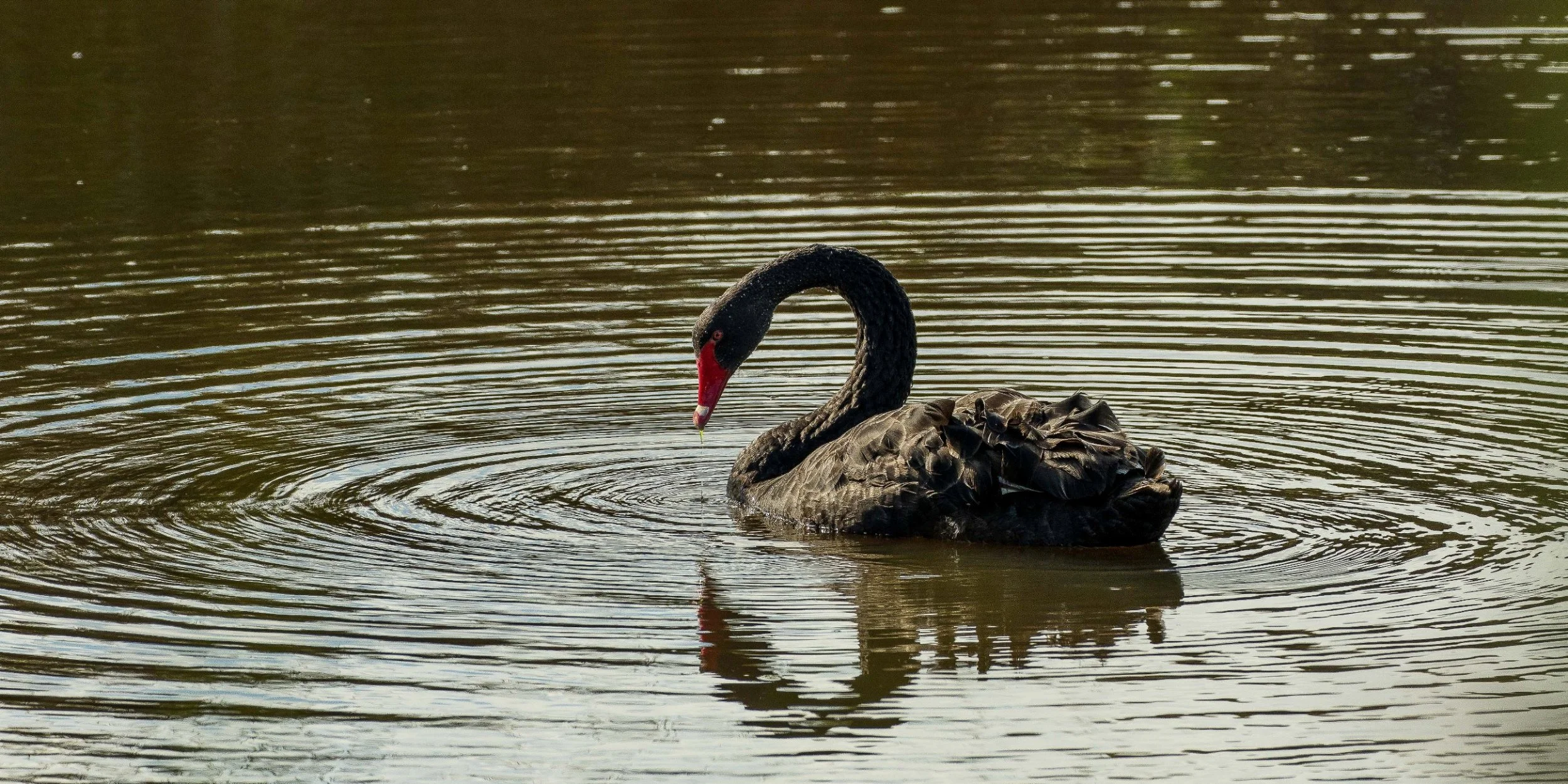 The Swan, 160114(21)-137d.jpg