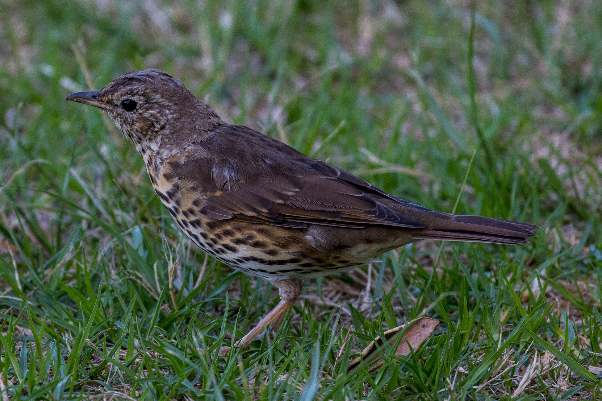 Thrush,-2699d.jpg