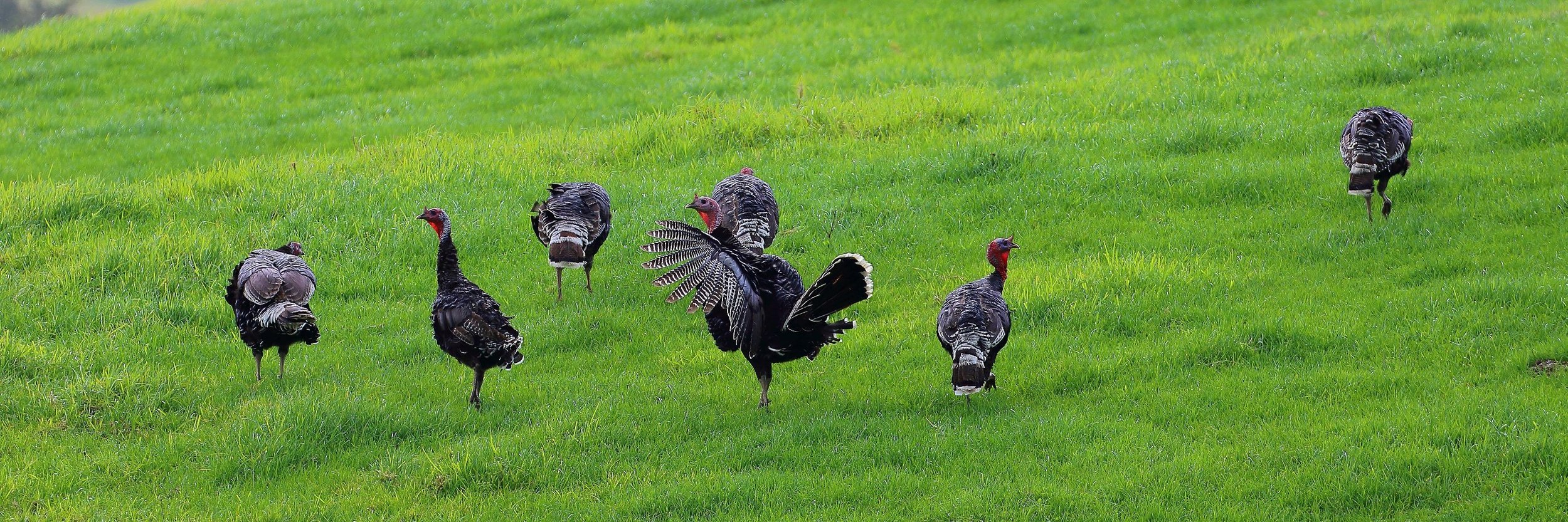 Turkeys in the Park 150712 006(31d).jpg