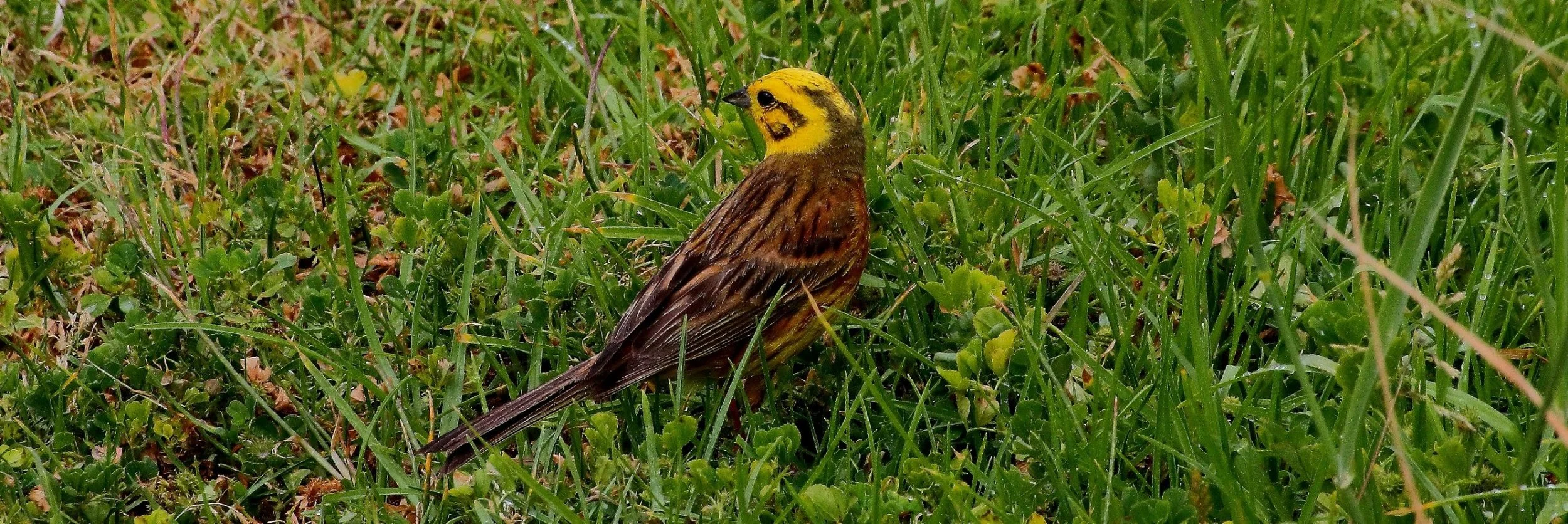 Yellowhammer 141206 7d 223(31d).jpg