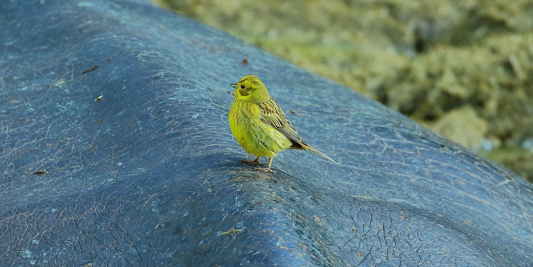 Yellowhammer 150809 547(21d).jpg