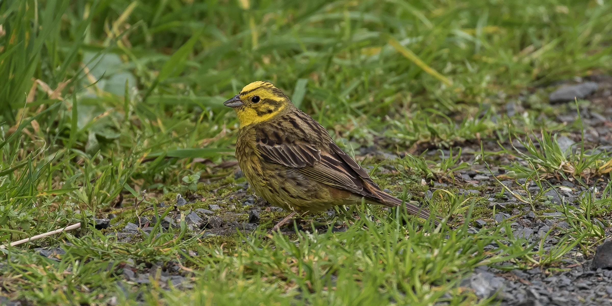 Yellowhammer, Emberiza citrinella,,150803lr(21d),-309.jpg