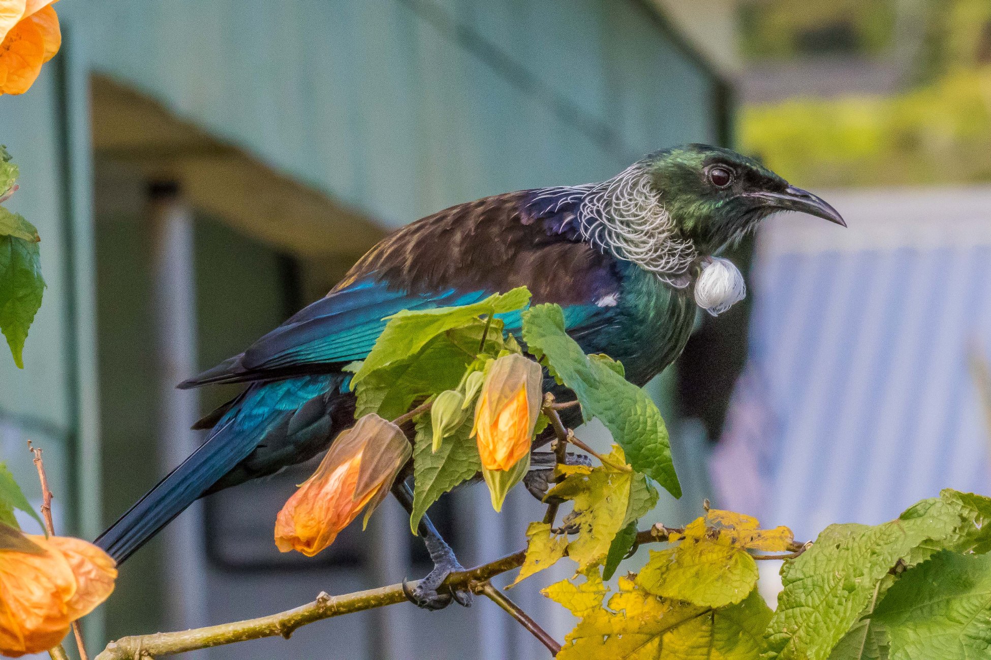 Tui,-072d.jpg