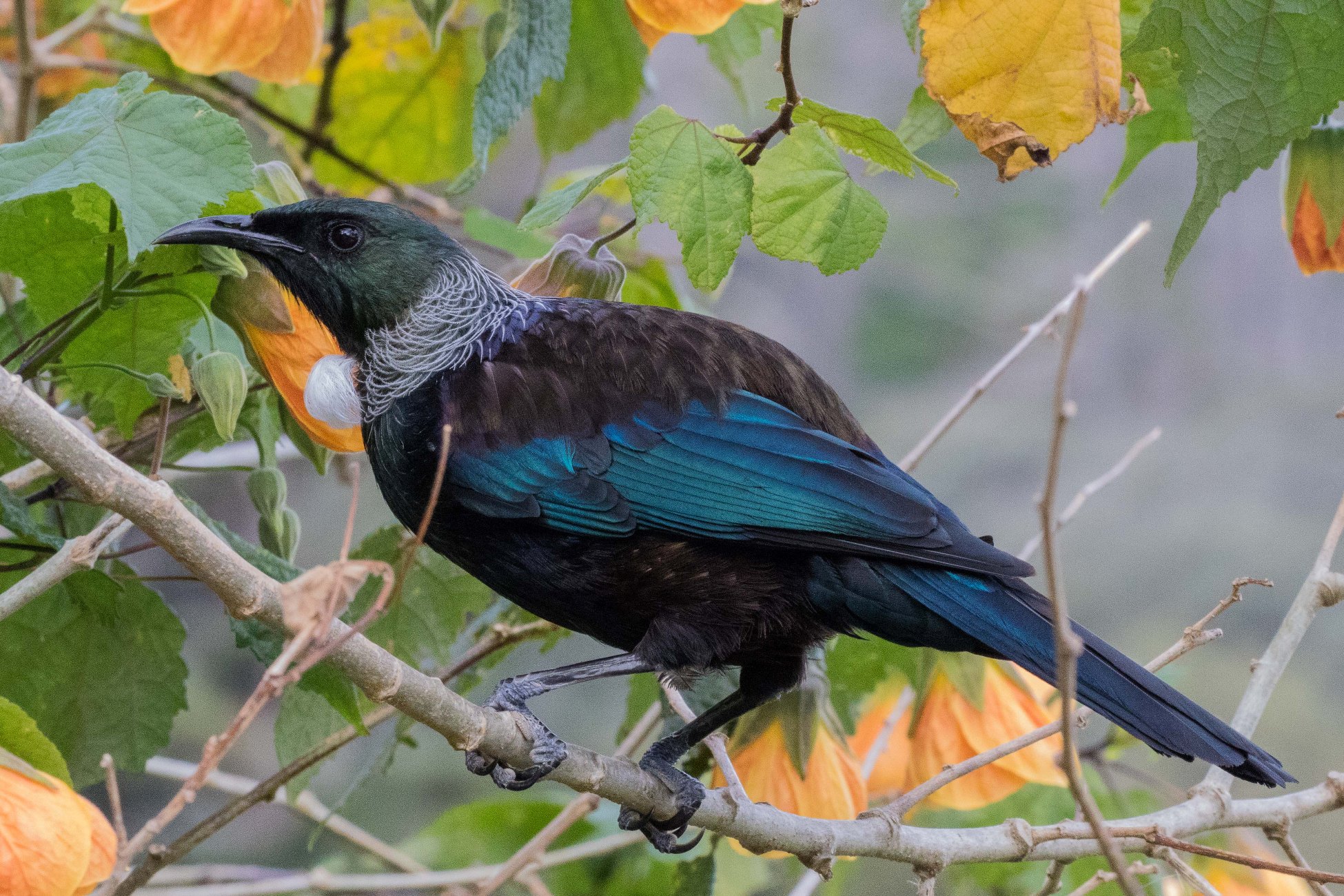 Tui,-245d.jpg