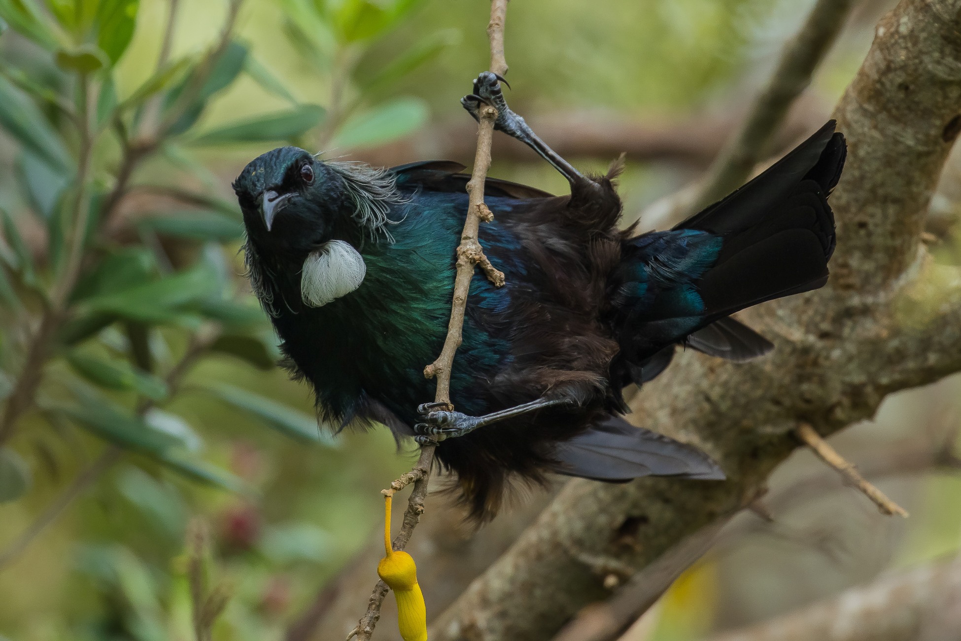 Tui,Prosthemadera novaeseelandiae,150803lr,-185d.jpg