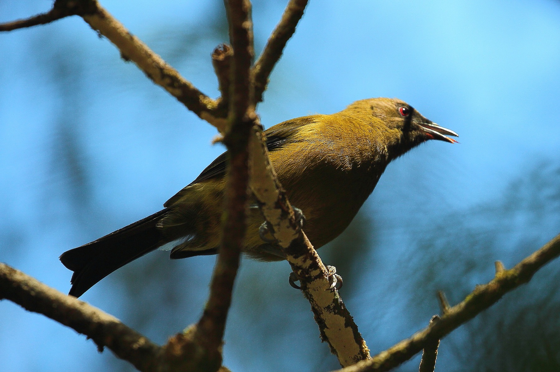 Bellbird 150315 638d.jpg