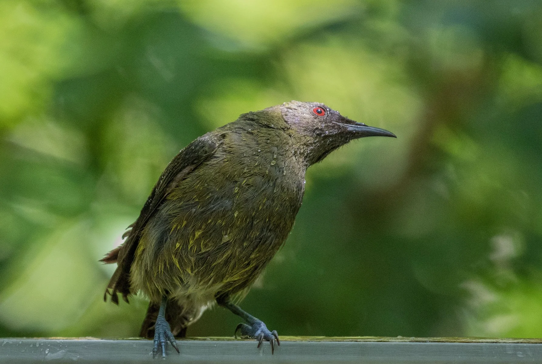 Bellbird,Makomako,-601d.jpg