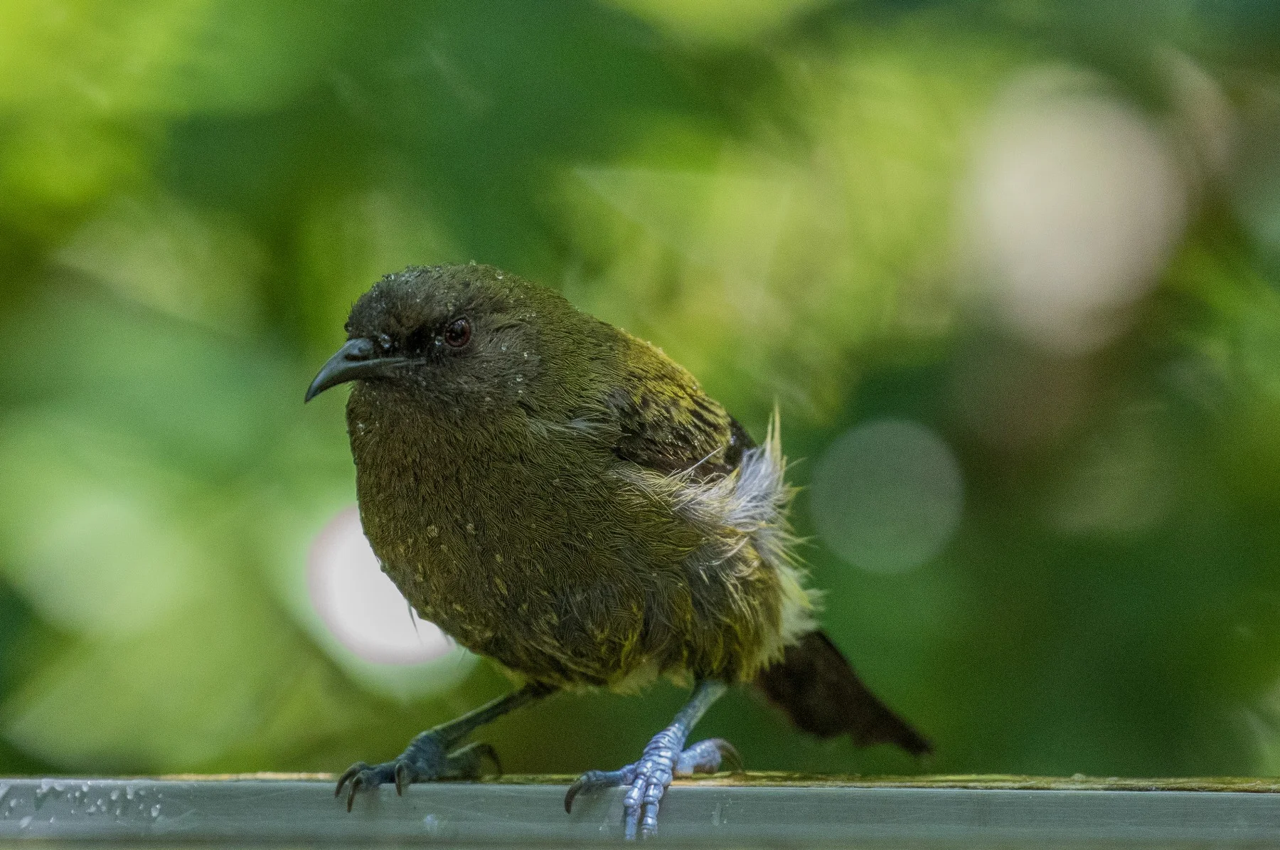 Bellbird,Makomako,-600d.jpg