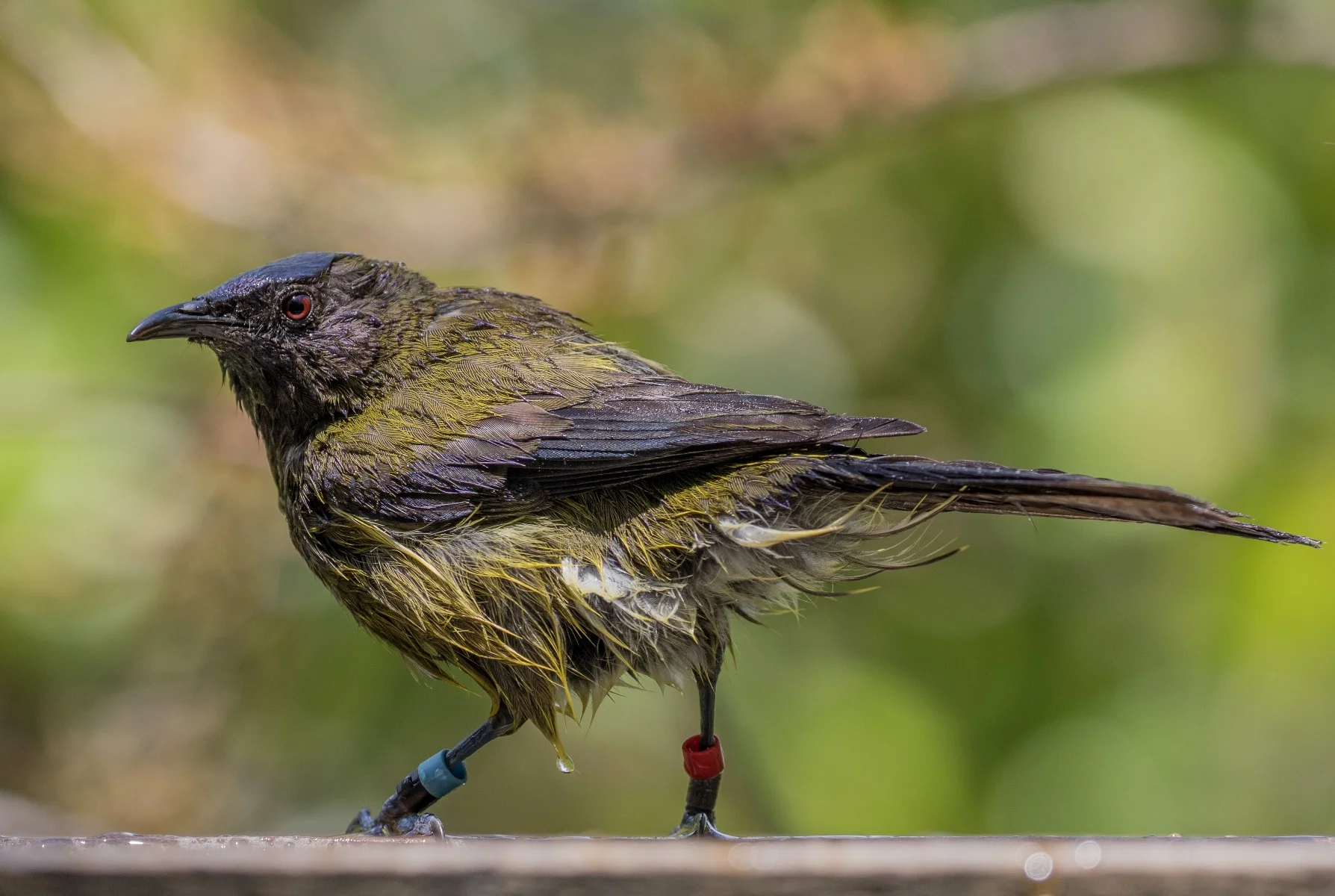 Bellbird,Makomako,-697d.jpg