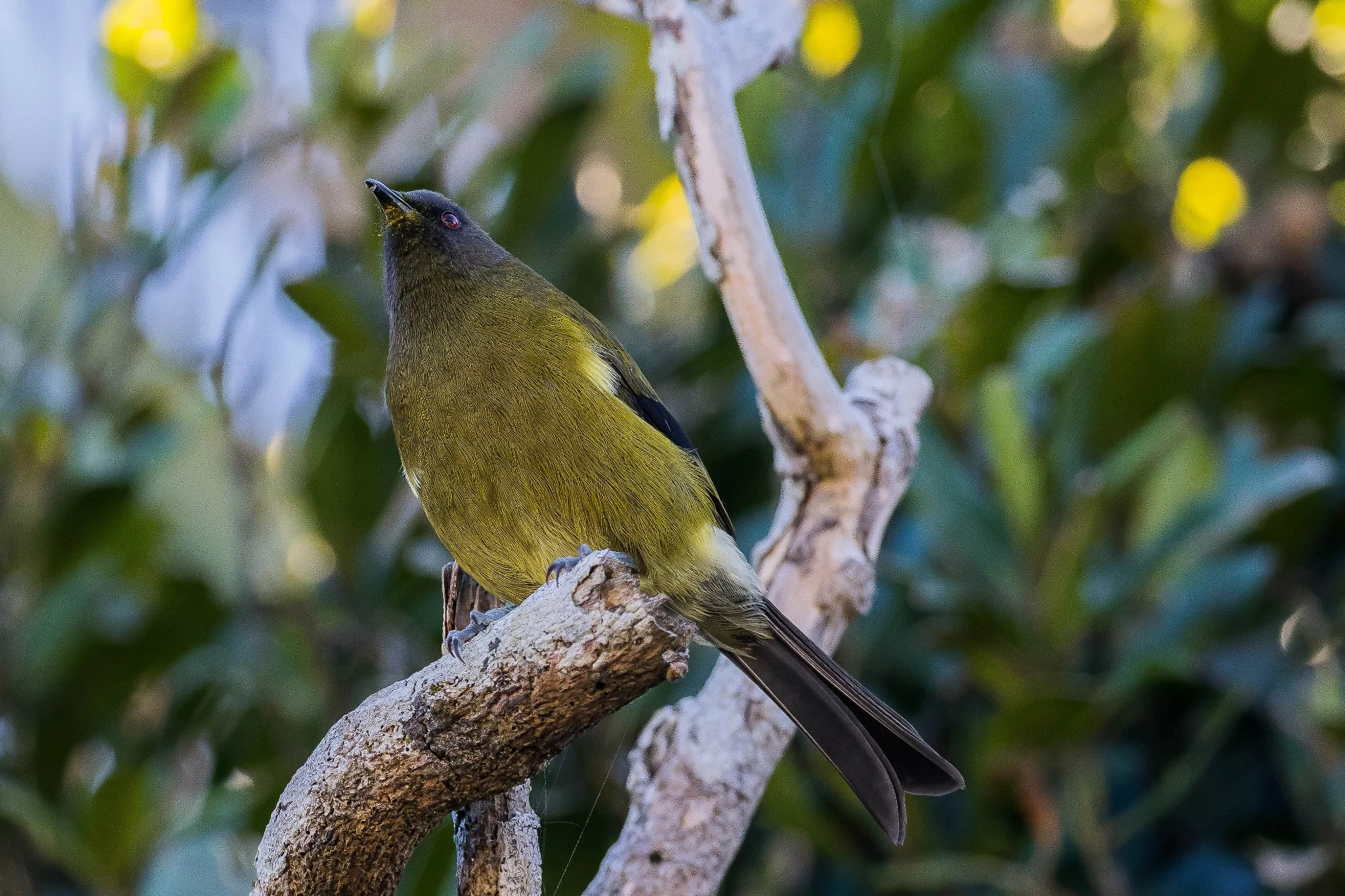 Bellbird,Makomako,160429-805d.jpg
