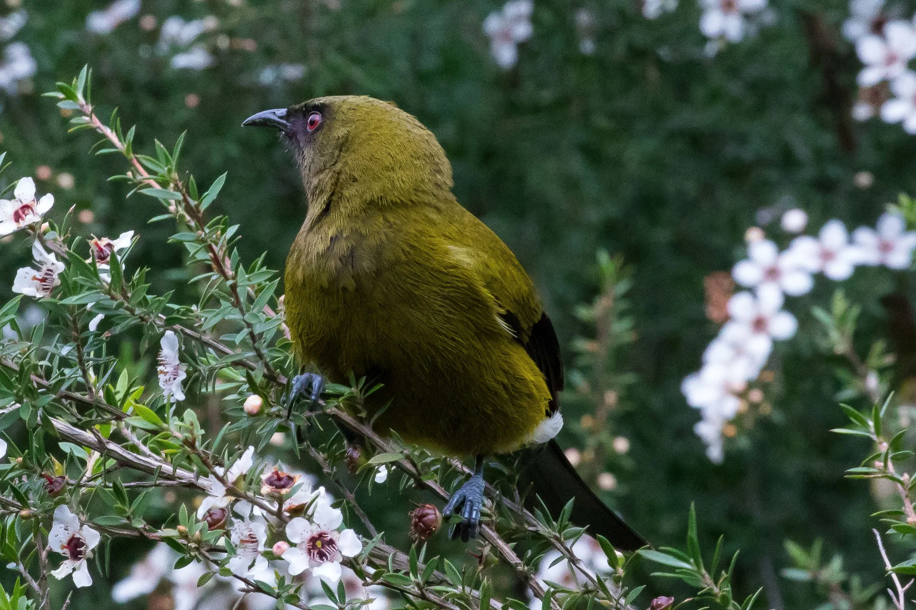 Bellbird,Makomako,161017-233d.jpg