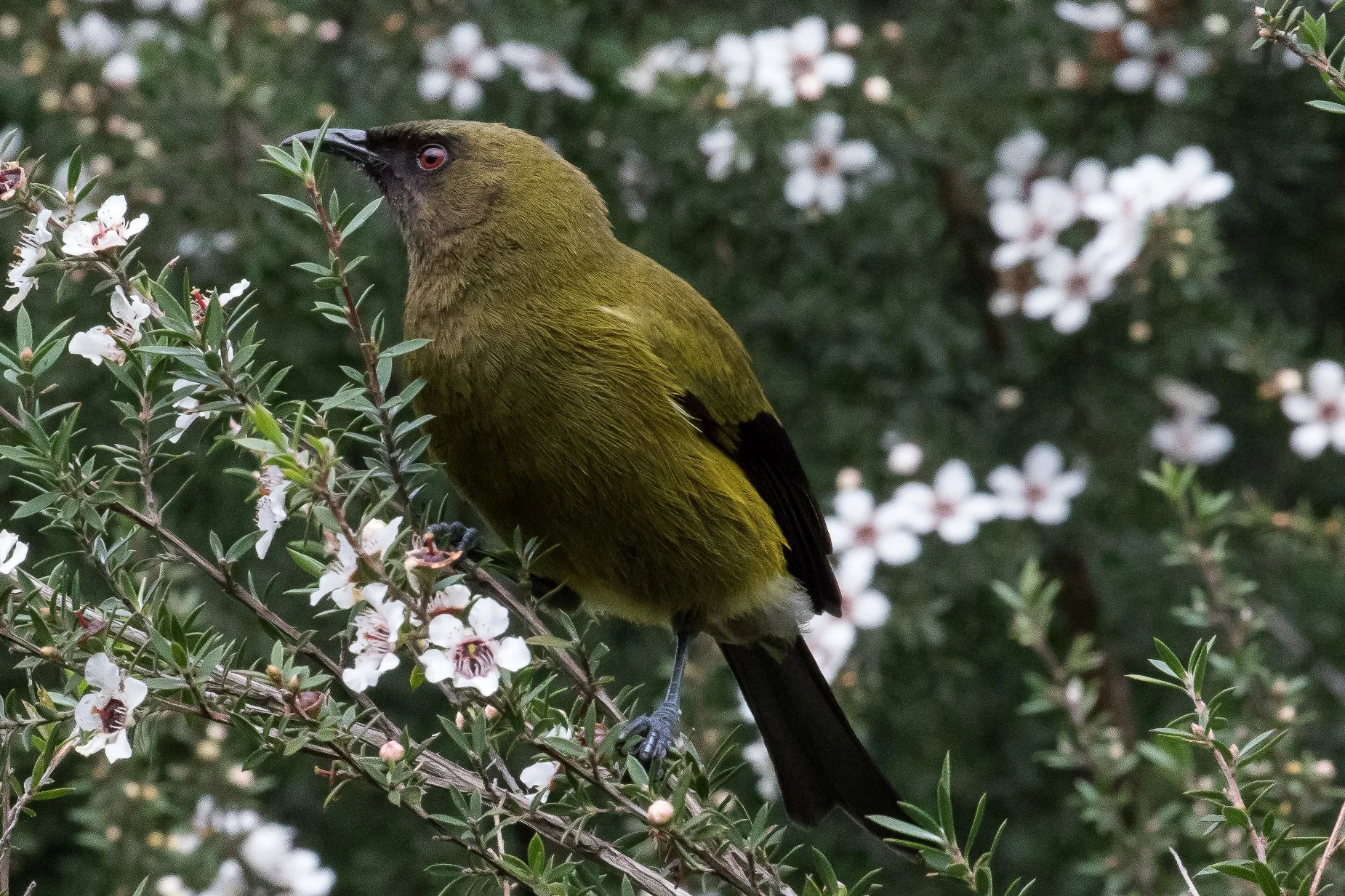Bellbird,Makomako,161017-234d.jpg