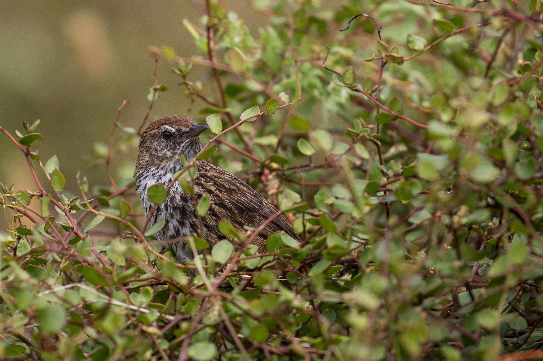 Fern Bird,Matata,-957d.jpg