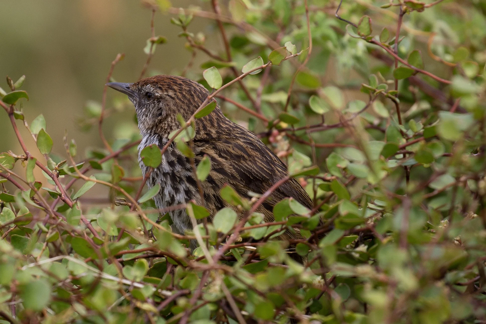 Fern Bird,Matata,-959d.jpg