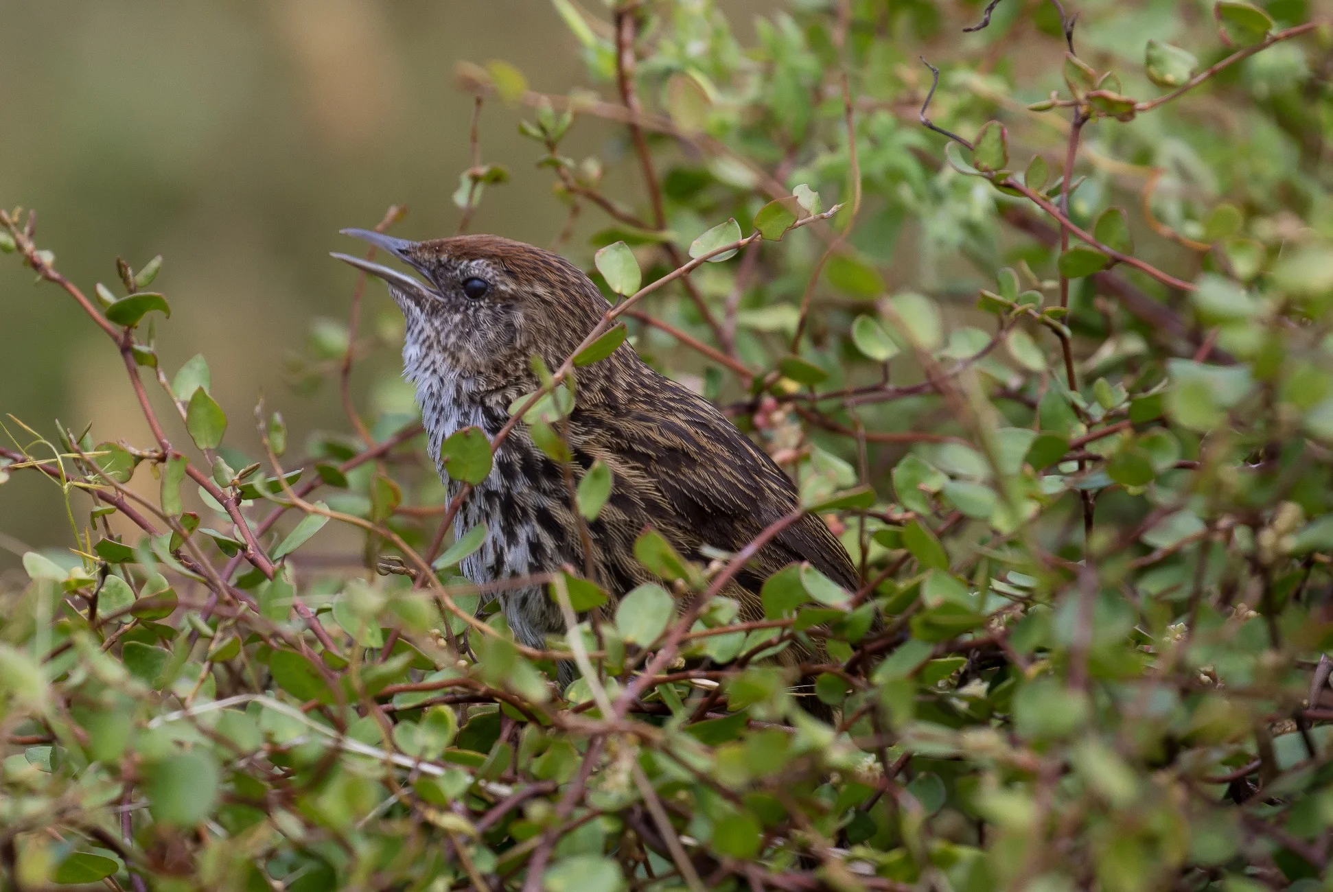 Fern Bird,Matata,-963d.jpg