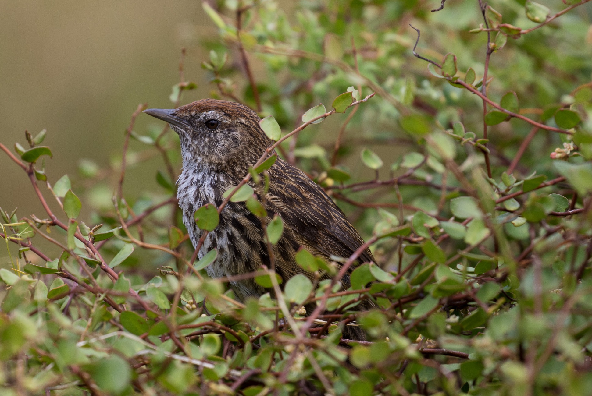 Fern Bird,Matata,-965d.jpg