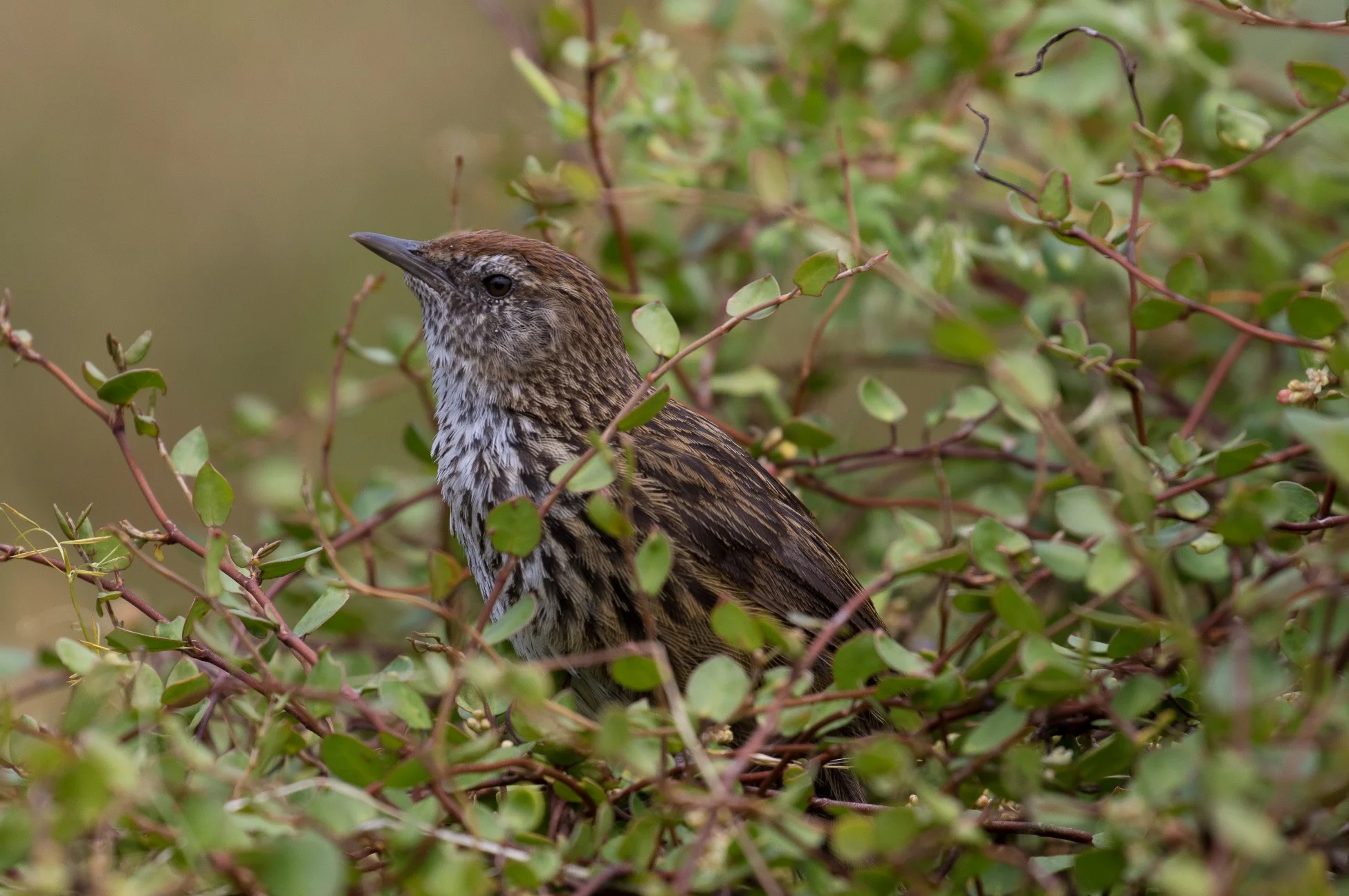 Fern Bird,Matata,-966d.jpg