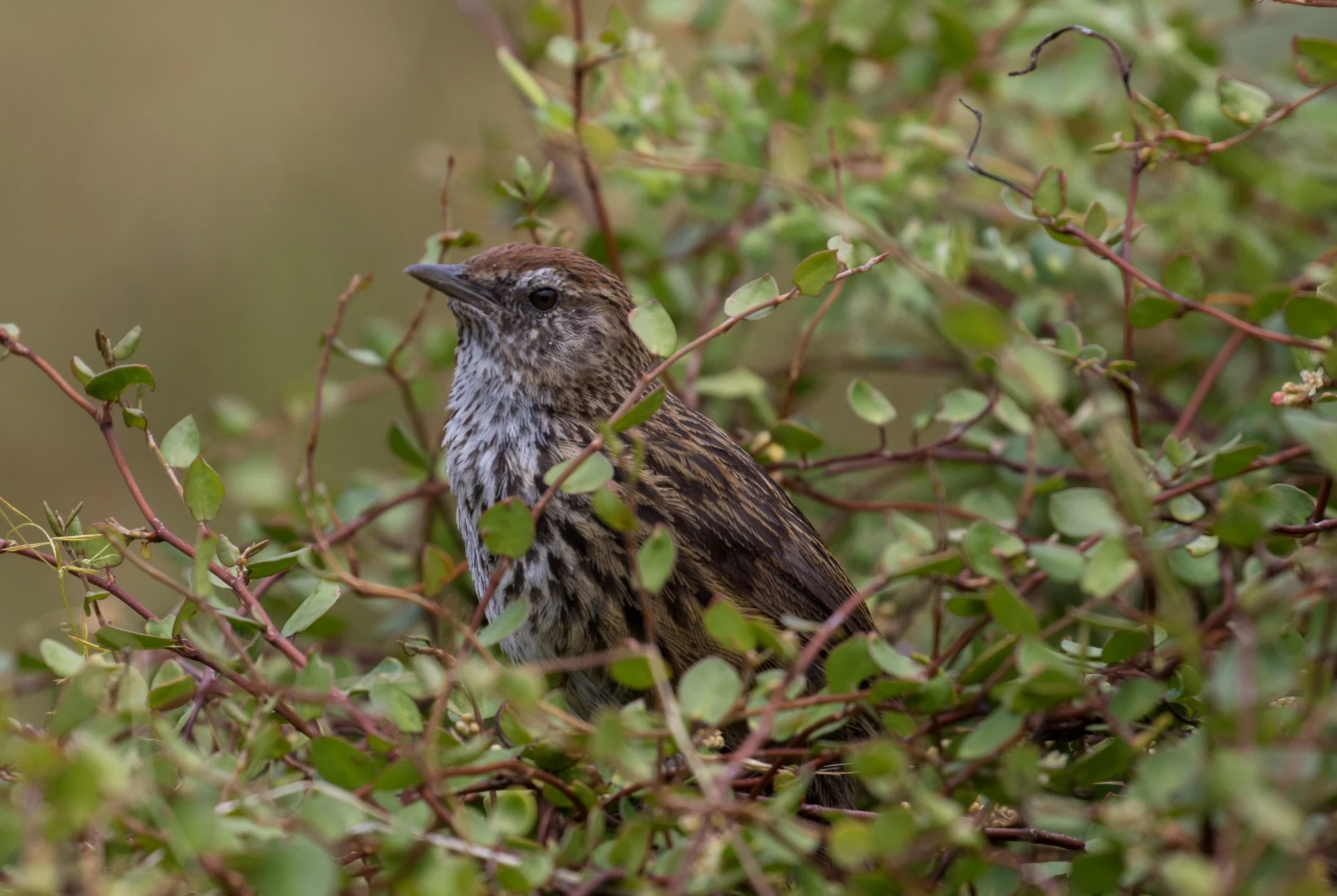 Fern Bird,Matata,-970d.jpg