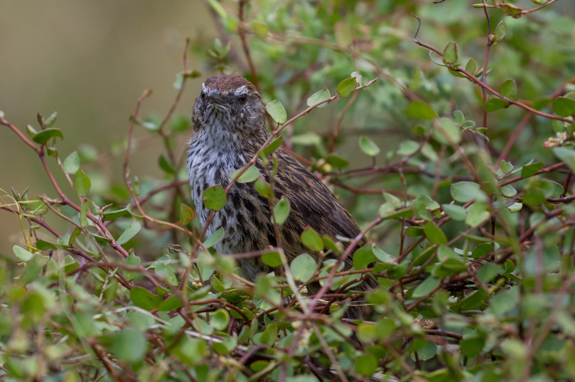 Fern Bird,Matata,-971d.jpg