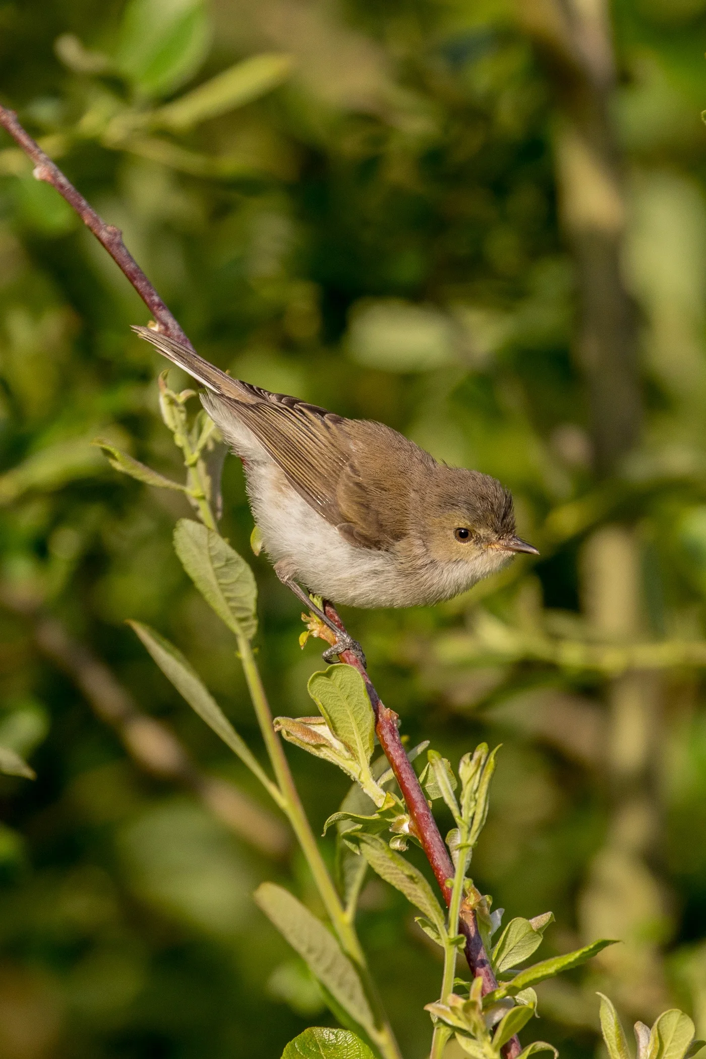 Grey Warbler,Riro,-319.JPG