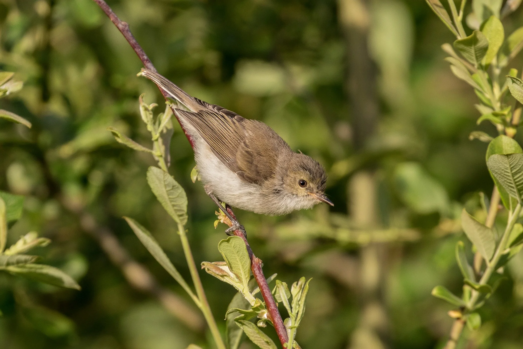 Grey Warbler,Riro,-321d.jpg