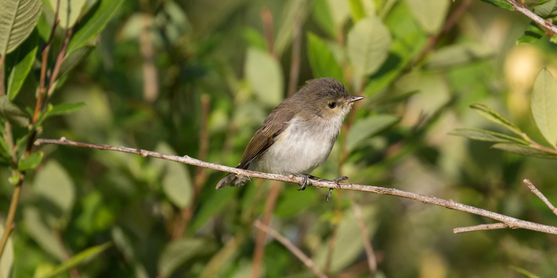 Grey Warbler,Riro,-350d.jpg