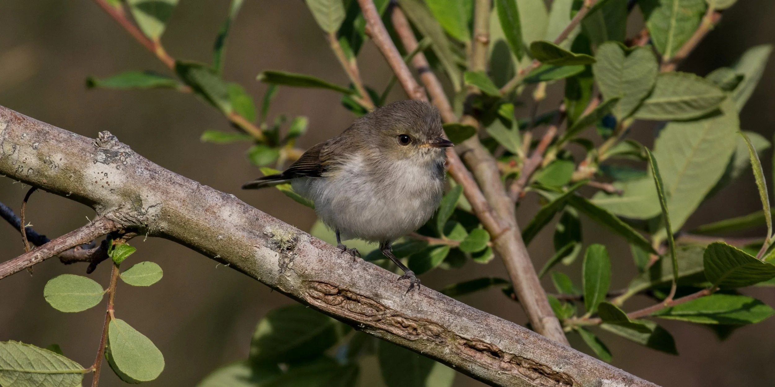 Grey Warbler,Riro,-358d.jpg