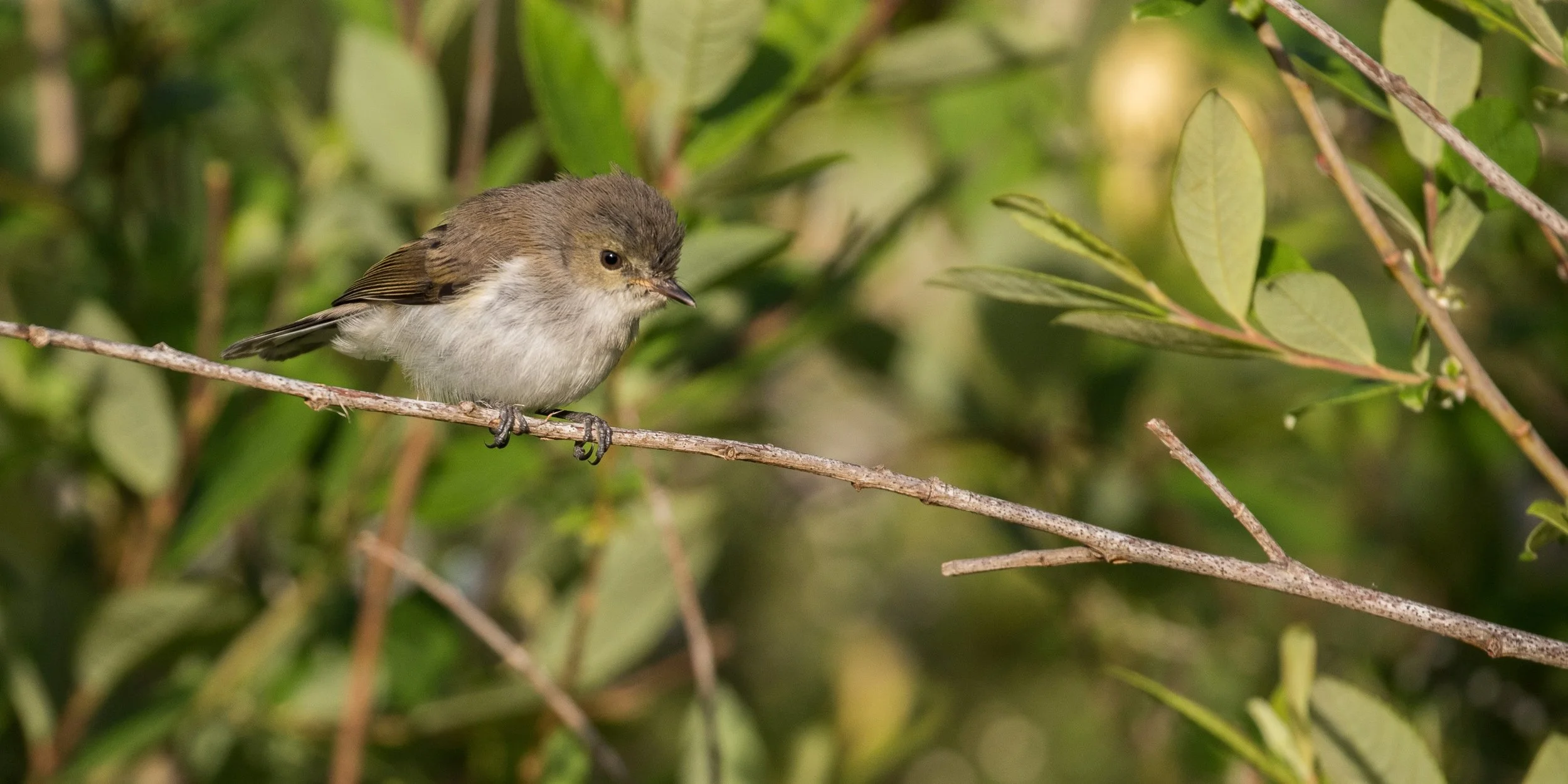 Grey Warbler,Riro,-354d.jpg
