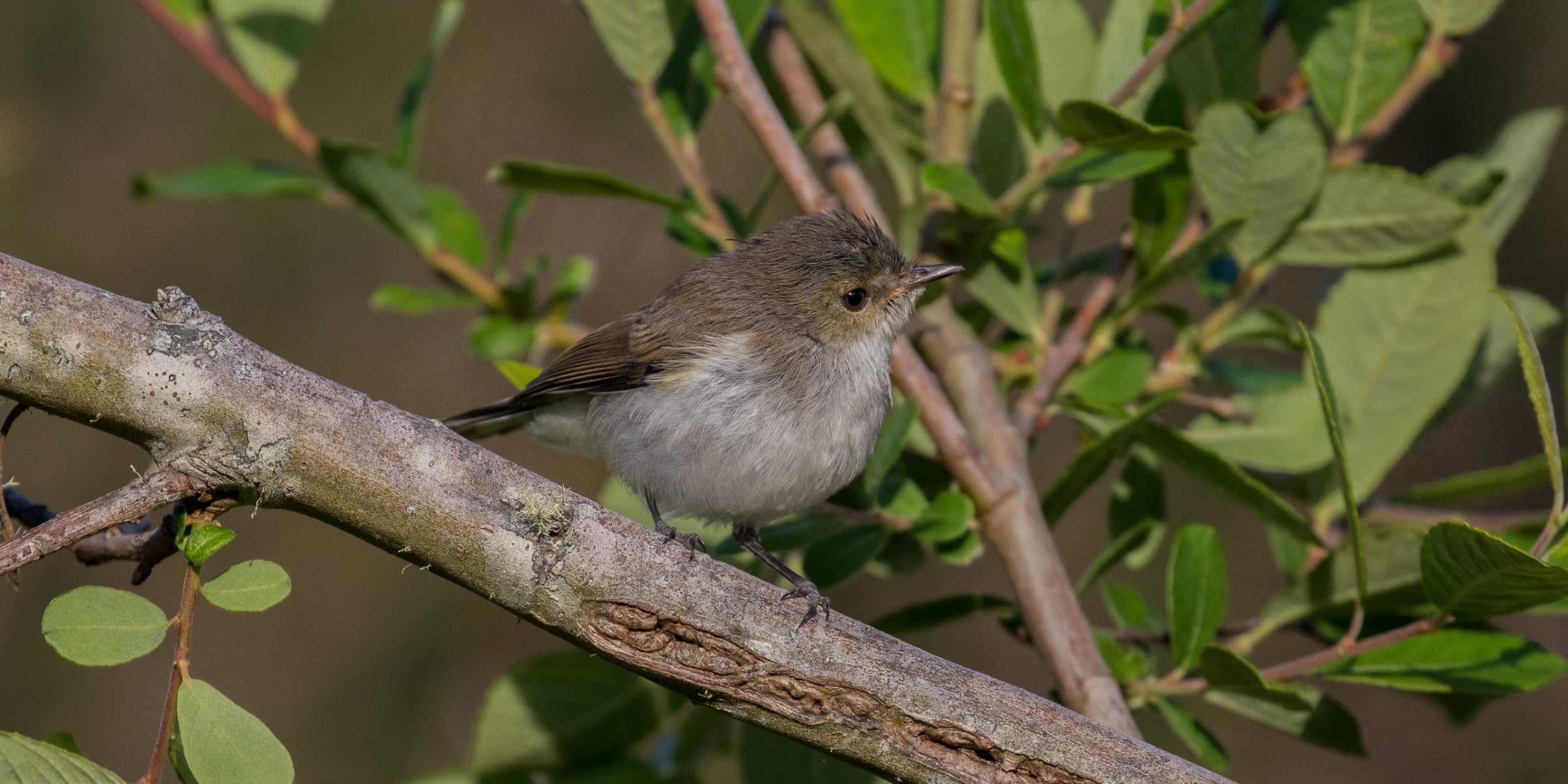 Grey Warbler,Riro,-359d.jpg