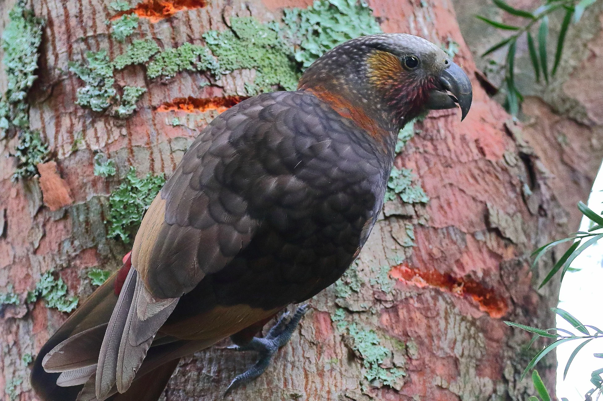 Kaka, Nestor meridionalis,150827 403d.jpg