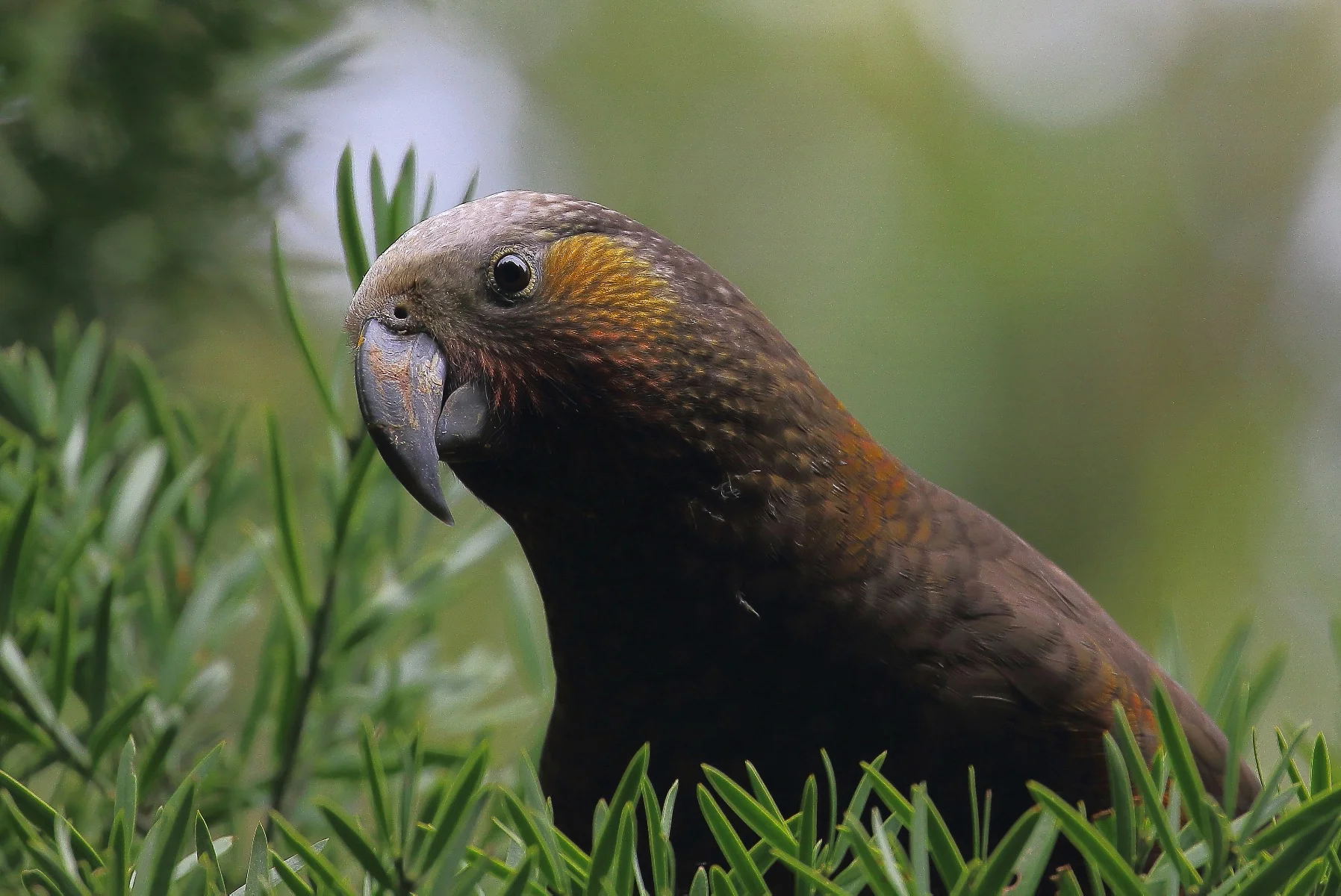 Kaka, Nestor meridionalis,150827 419d.jpg