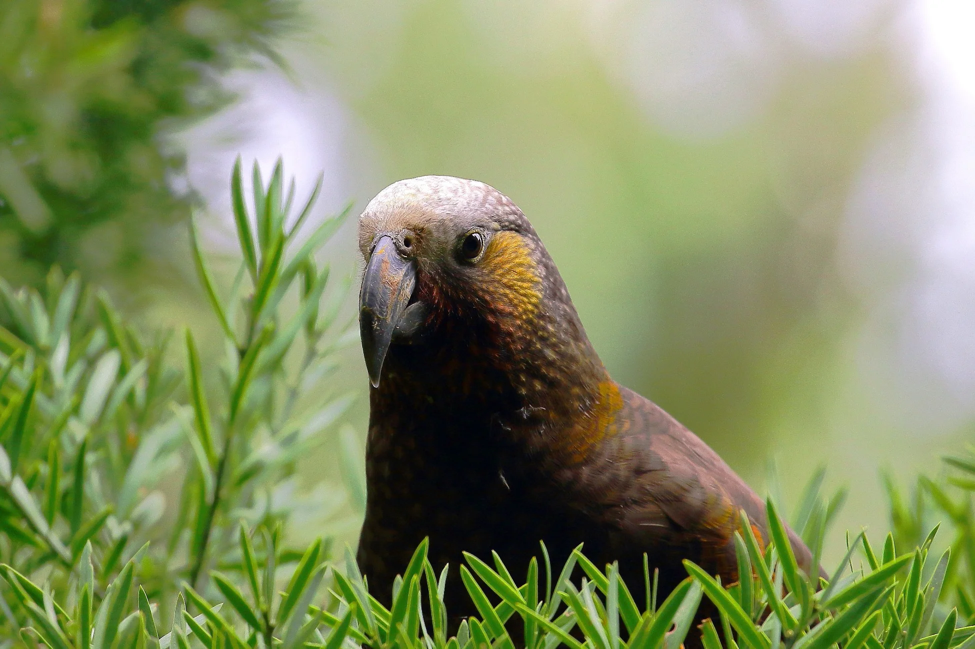 Kaka, Nestor meridionalis,150827 420d.jpg
