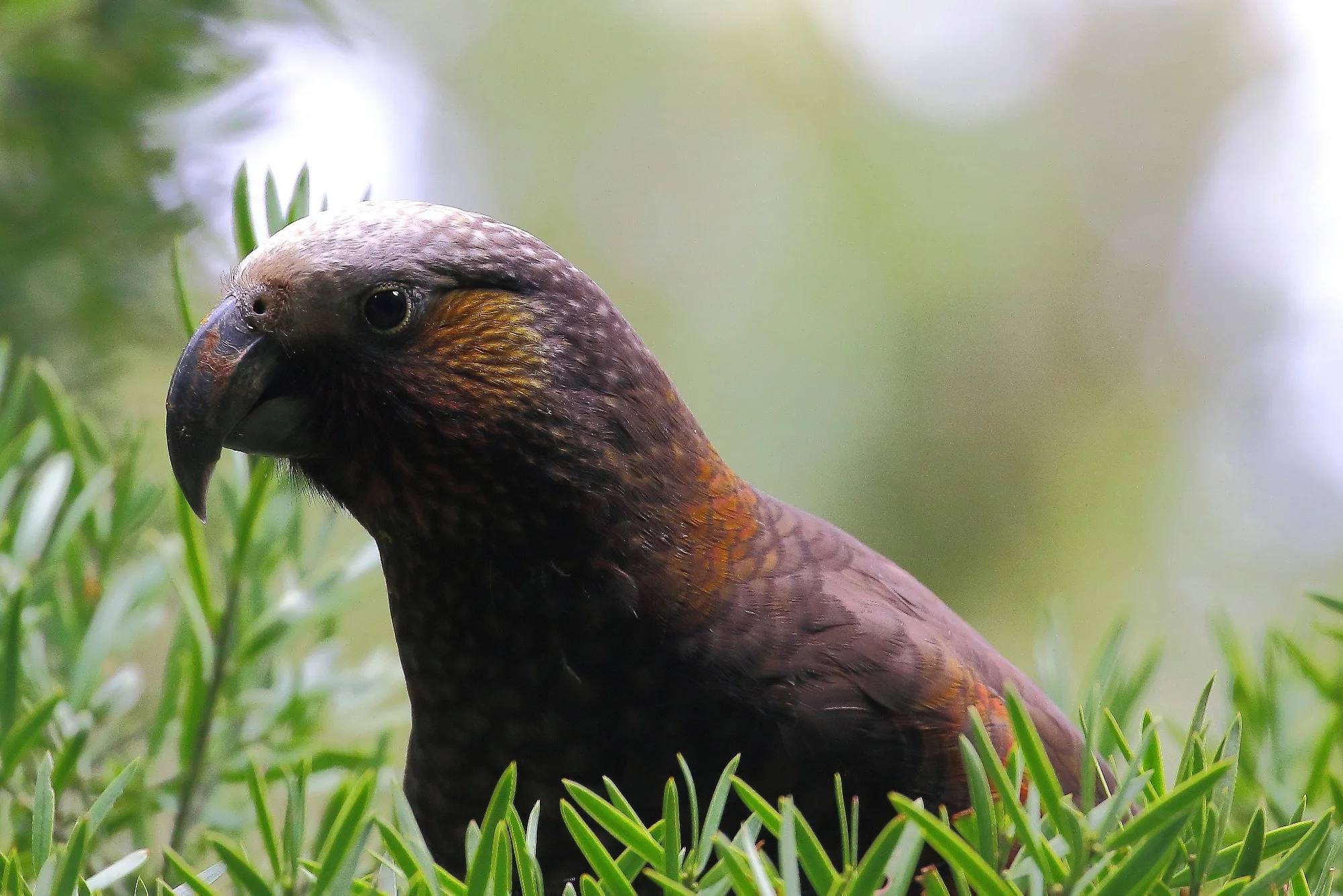 Kaka,Nestor meridionalis,150827 416d.jpg