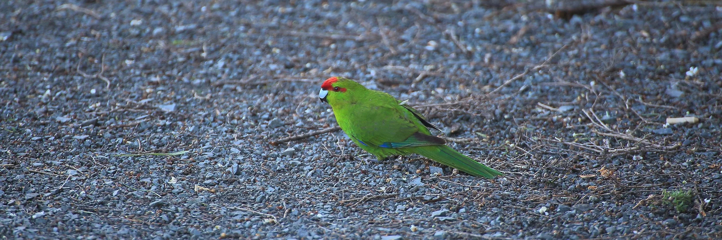 Kakariki,hbc 419(31d).jpg