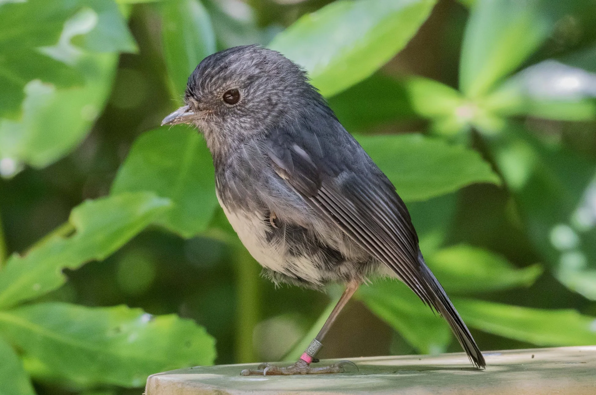 North Island Robin,Toutouwai,-634d.jpg