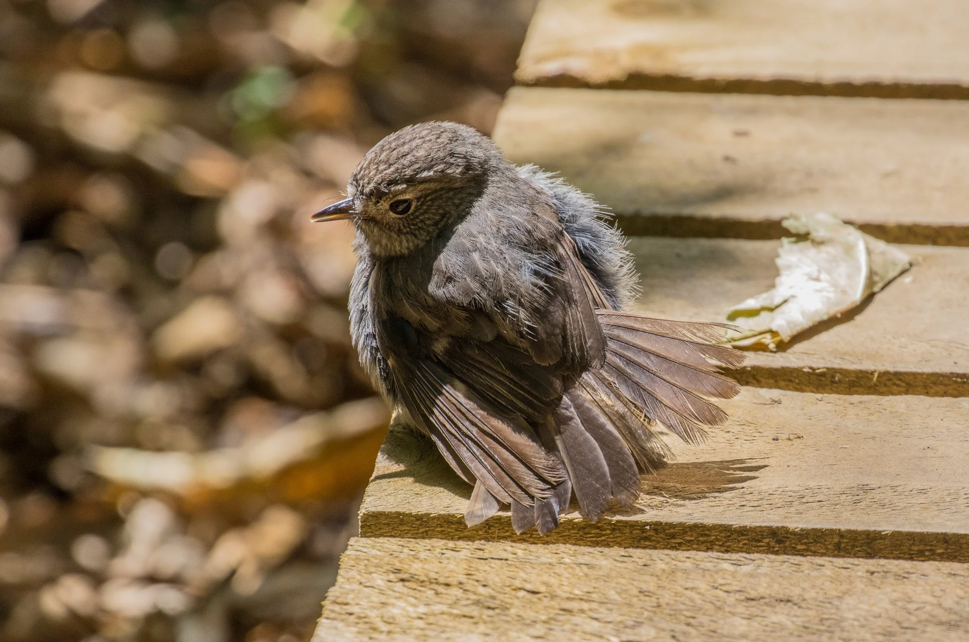 North Island Robin,Toutouwai,-577d.jpg