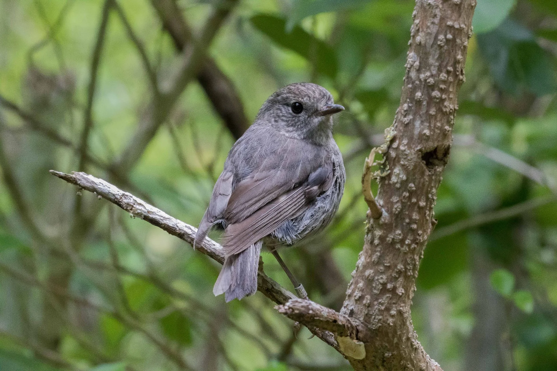 North Island Robin,Toutouwai,-883d.jpg