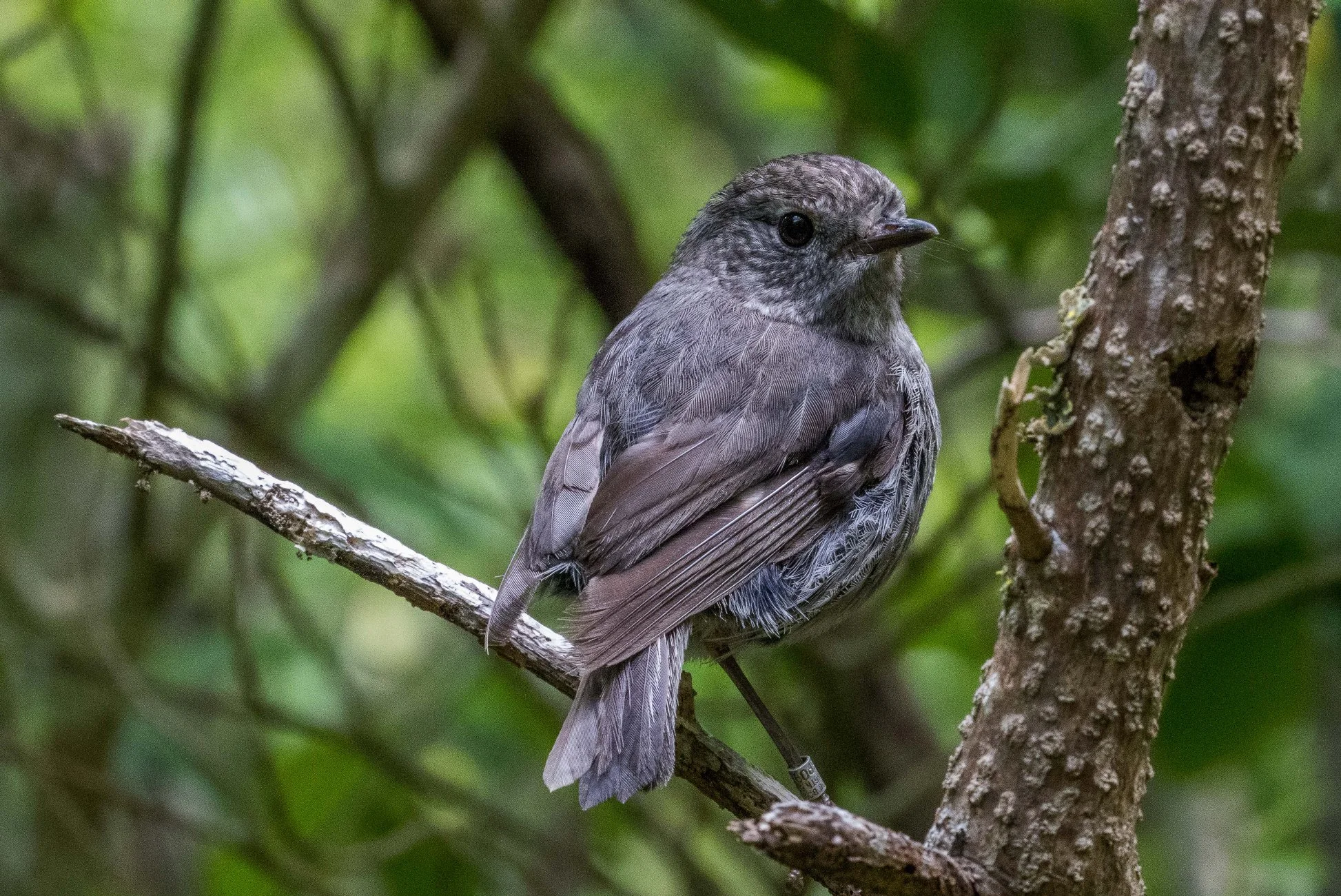 North Island Robin,Toutouwai,-882d.jpg