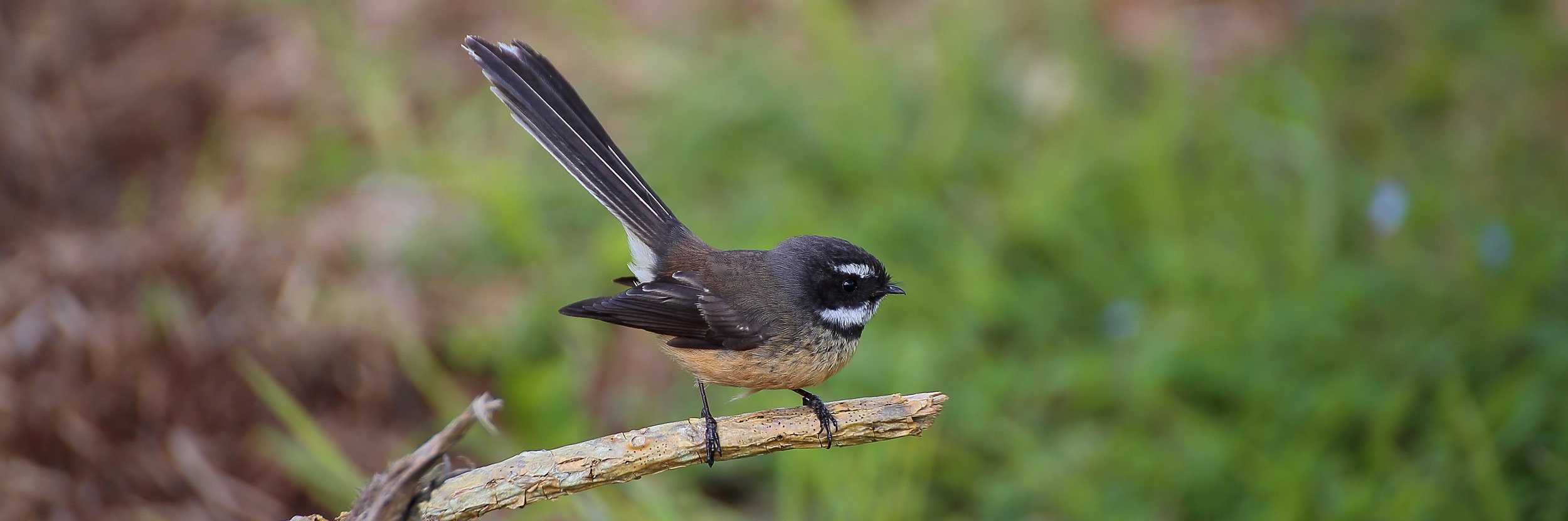 NZ Fantail,Piwakawaka,aug14 227(31d).jpg