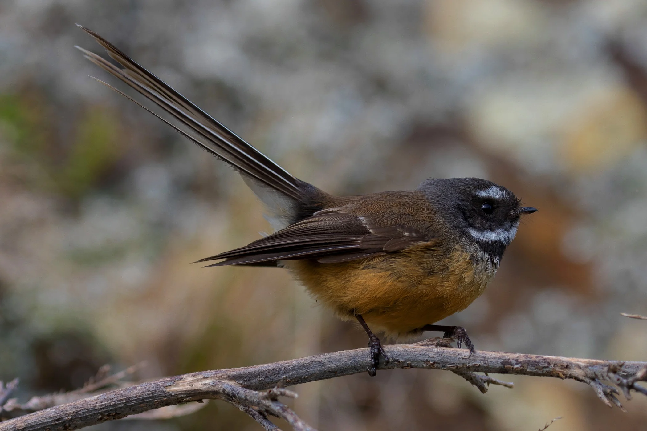 NZ fantail,Piwakawakw,161017-193d.jpg