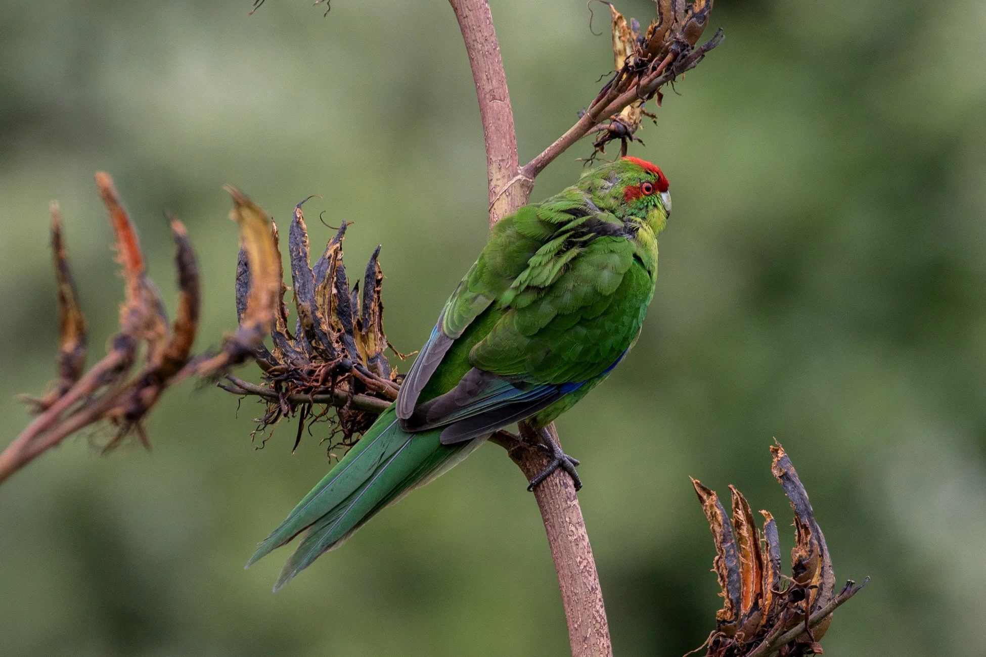 Red Crowned Parakeet,Kakariki,-909d.jpg