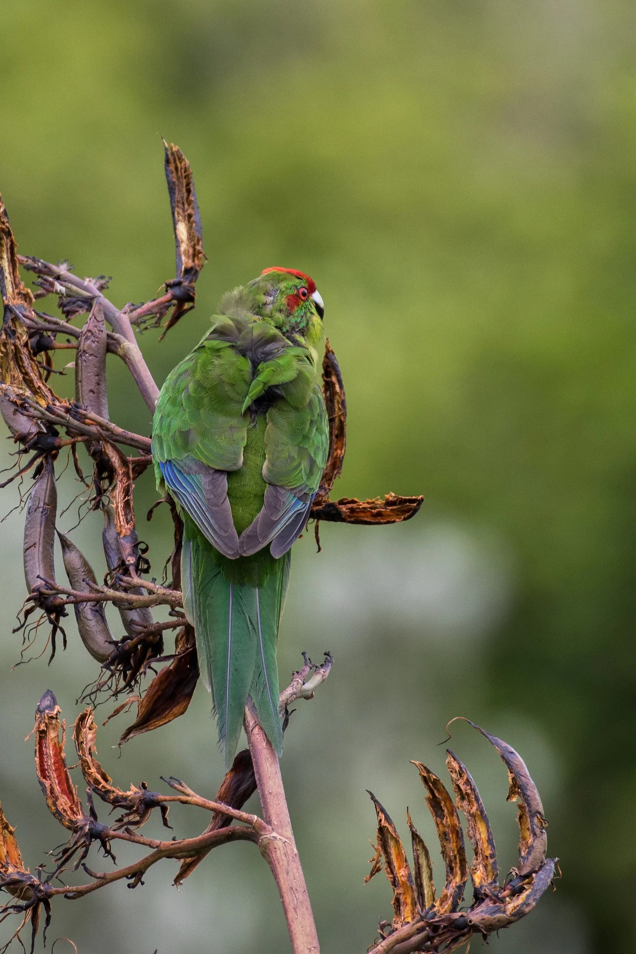 Red Crowned Parakeet,Kakariki,-923d.jpg