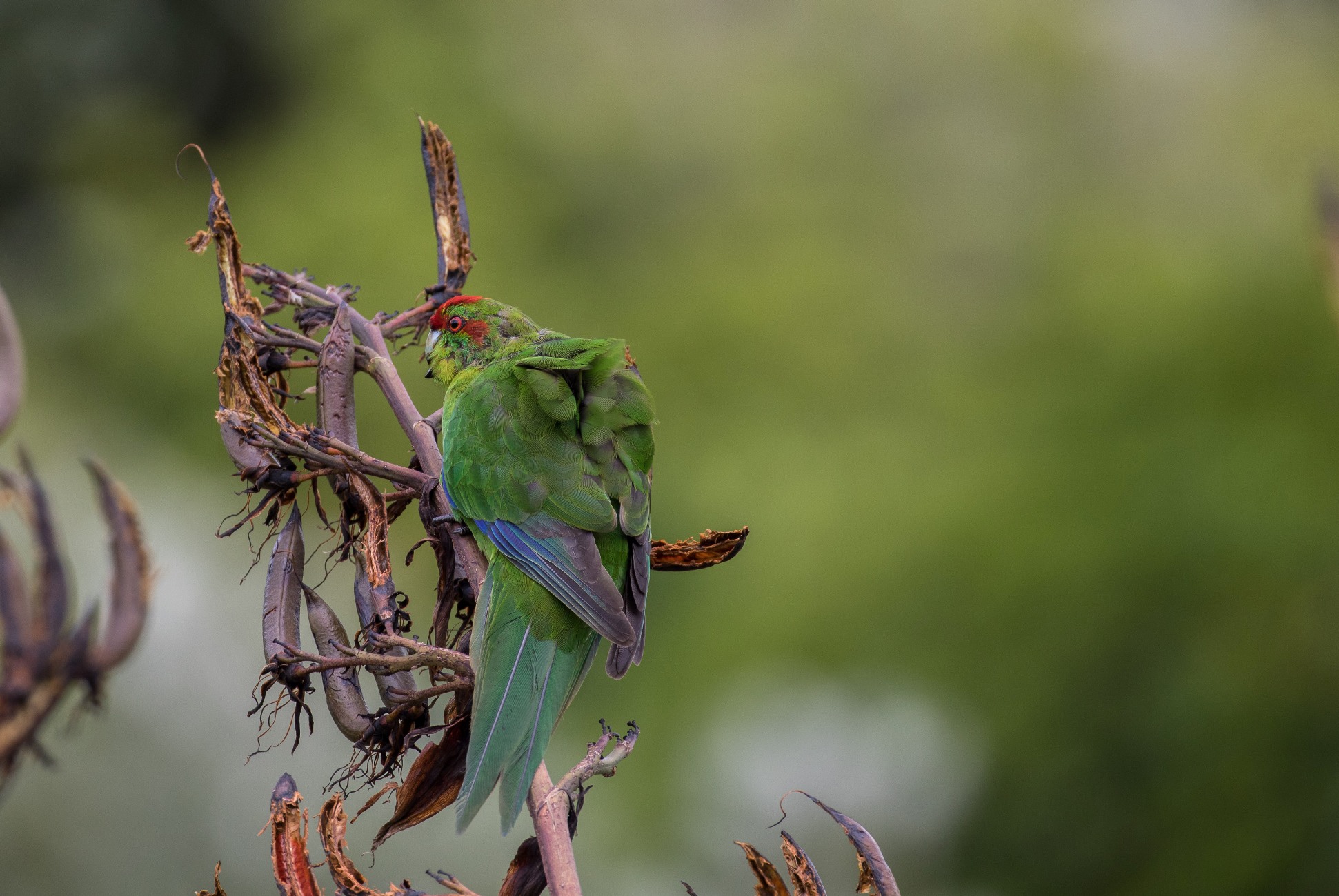 Red Crowned Parakeet,Kakariki,-933d.jpg