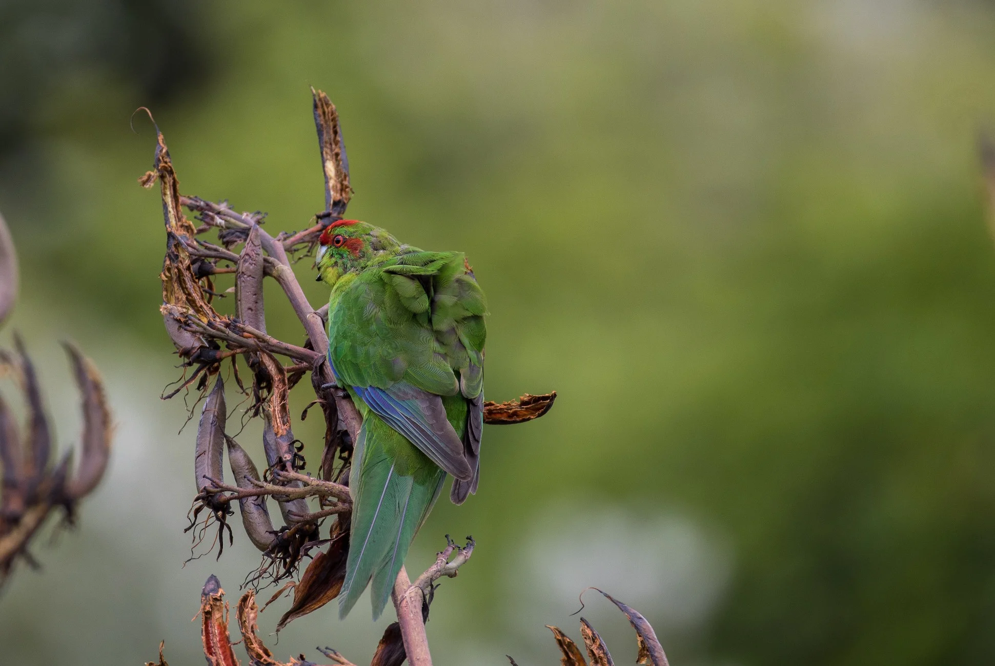 Red Crowned Parakeet,Kakariki,-933d.jpg