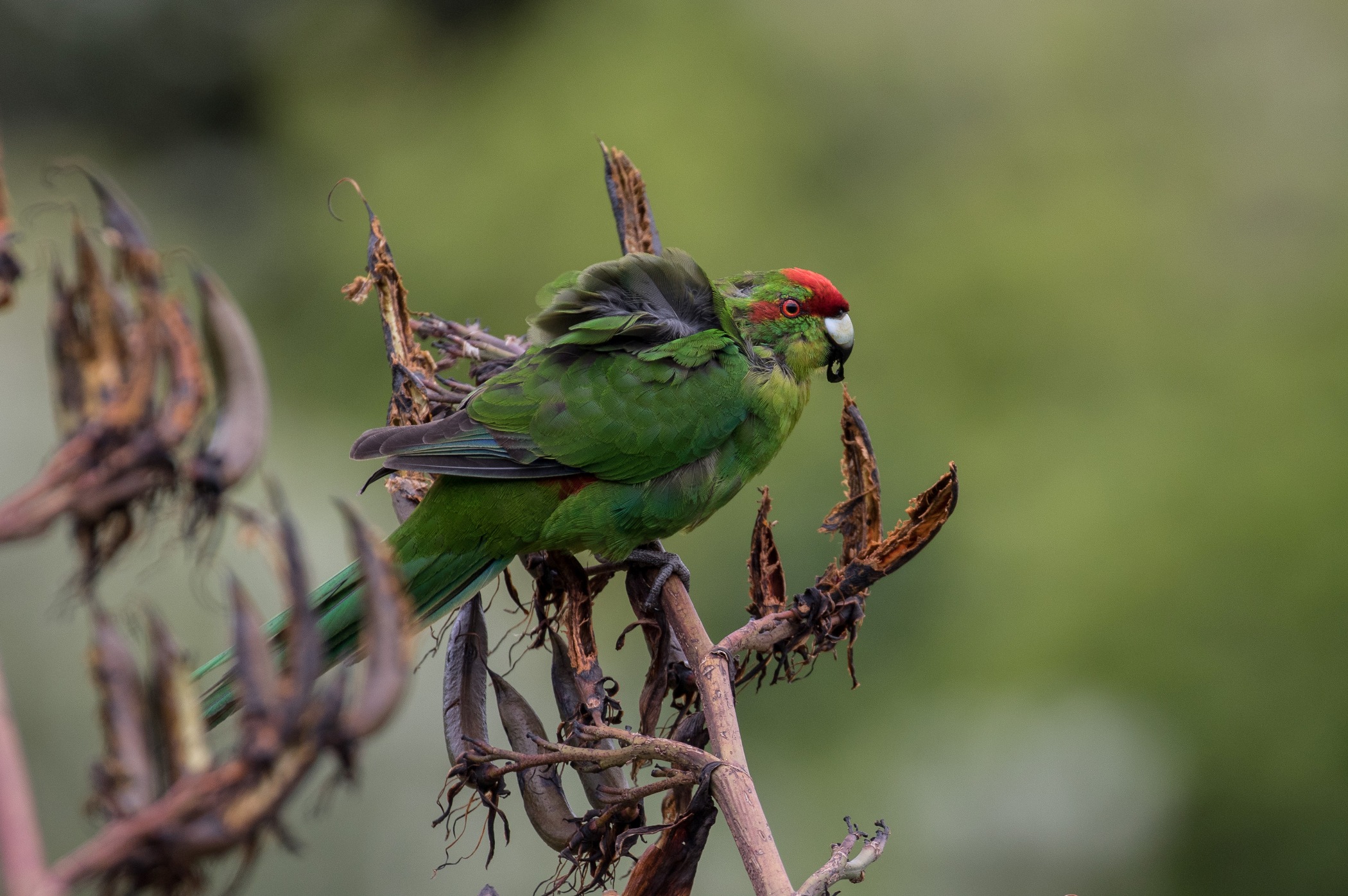 Red Crowned Parakeet,Kakariki,-942d.jpg