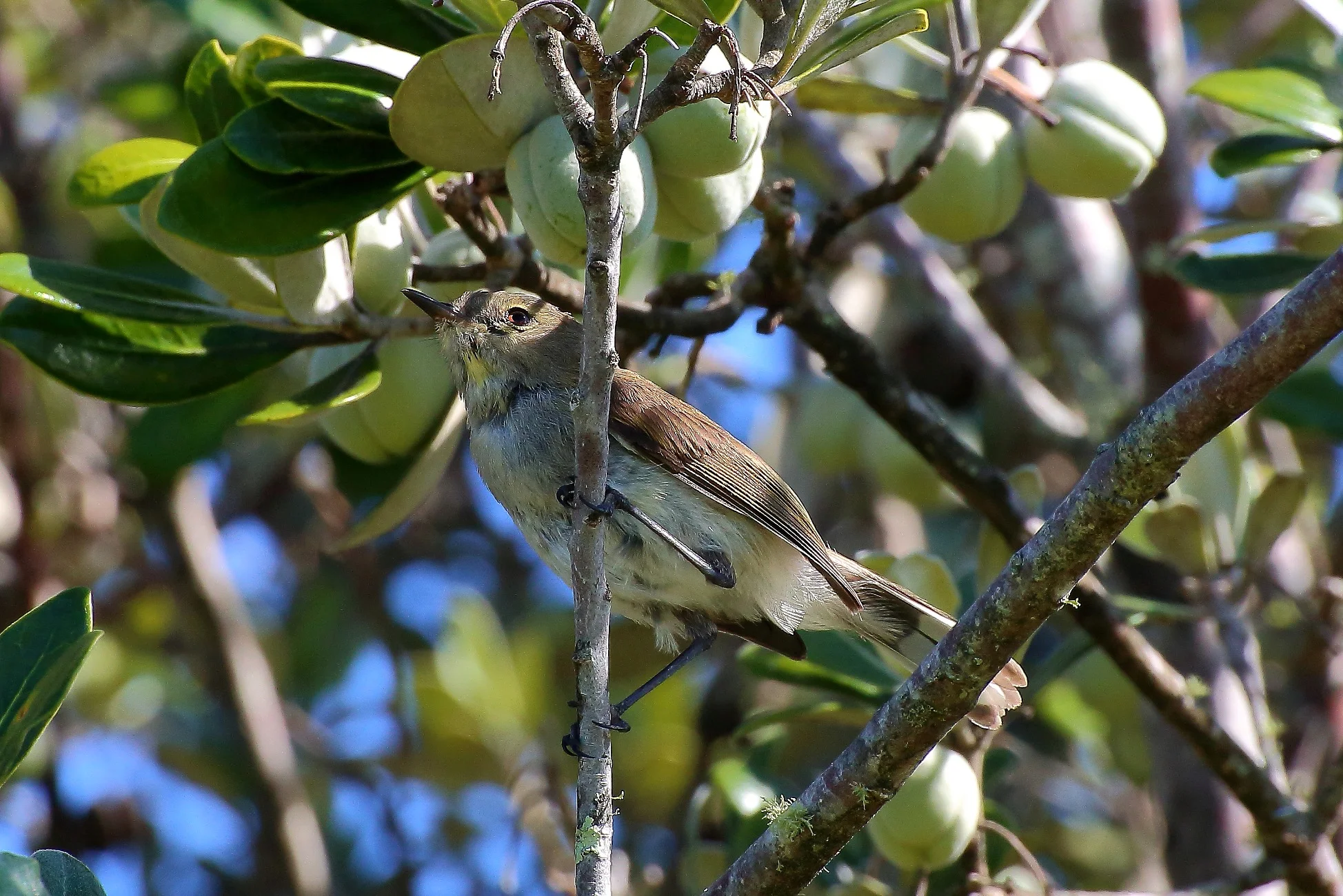 Riro, Grey Warbler 141219 411d.jpg