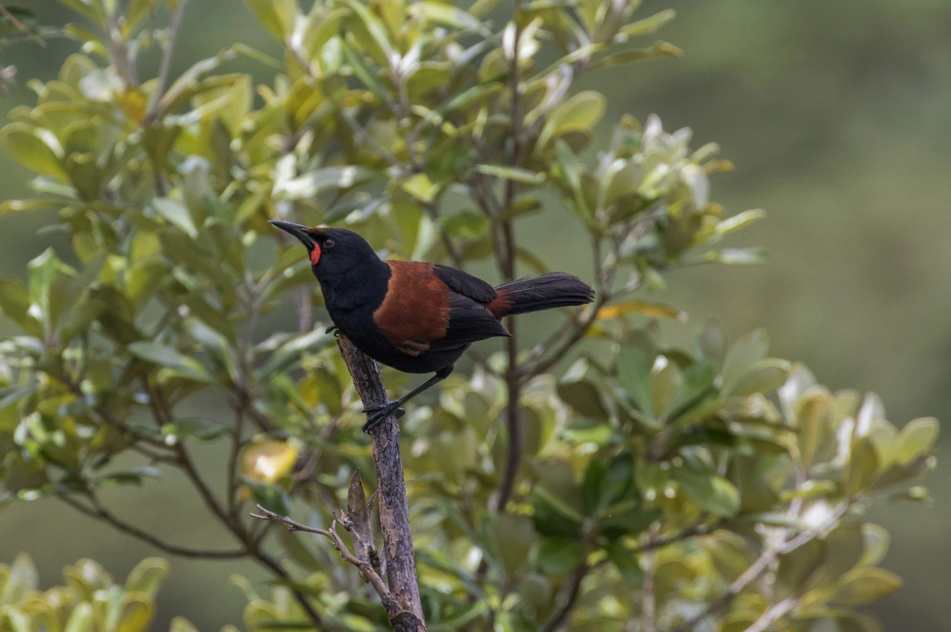 Saddleback,Tieke,-785d.jpg