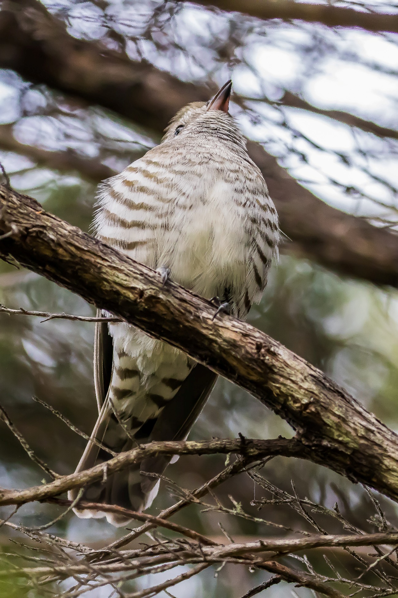 Shining Cuckoo,160114-479d.jpg