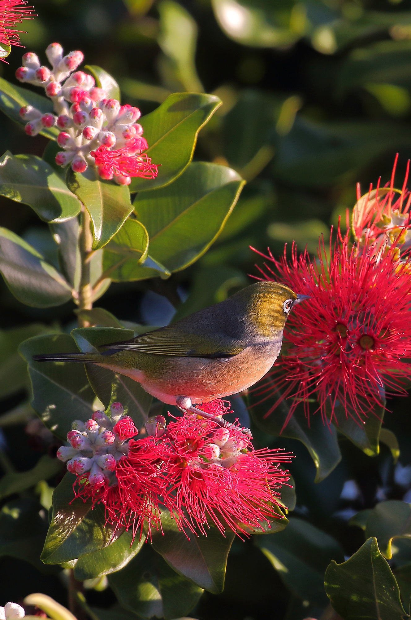 Silvereye,Tauhou 150611 062d.jpg